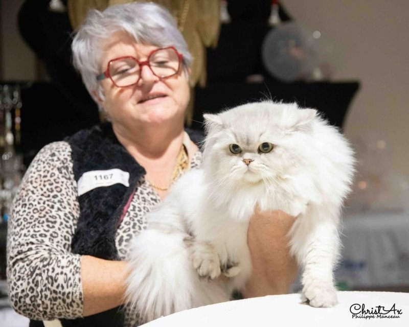 Voyou des rêves d'O Anna Mâle British Longhair