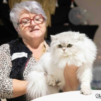 chat British Longhair black silver shaded Voyou chatterie des rêves d'O Anna