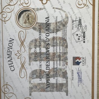 chat British Longhair black silver shaded Voyou chatterie des rêves d'O Anna