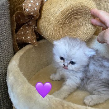 chaton British Longhair silver shaded Victorine chatterie des rêves d'O Anna chaton British Longhair silver shaded Victorine chatterie des rêves d'O Anna