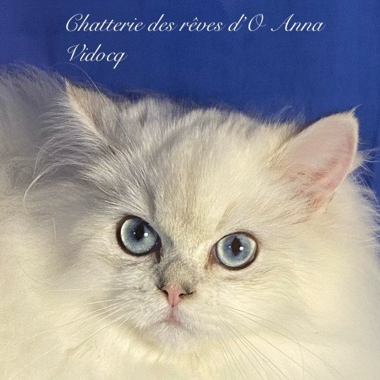 Vildok des rêves d'O Anna Mâle British Longhair