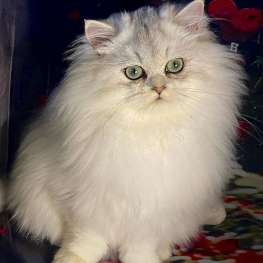 Vitalis des rêves d'O Anna Mâle British Longhair