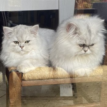 chaton British Longhair blue silver shaded Zeus chatterie des rêves d'O Anna chaton British Longhair blue silver shaded Zeus chatterie des rêves d'O Anna