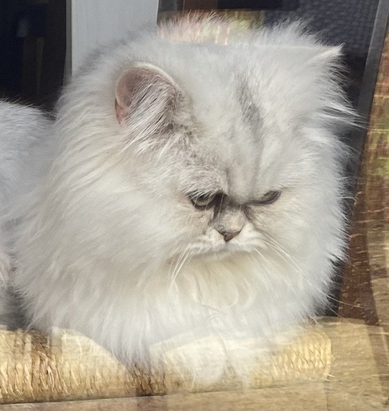 Zeus des rêves d'O Anna Mâle British Longhair