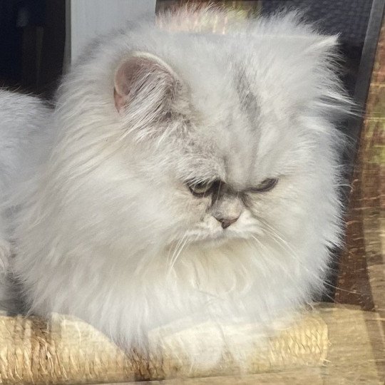 Zeus des rêves d'O Anna Mâle British Longhair