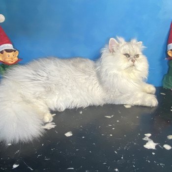 chaton British Longhair blue silver shaded Zeus chatterie des rêves d'O Anna chaton British Longhair blue silver shaded Zeus chatterie des rêves d'O Anna