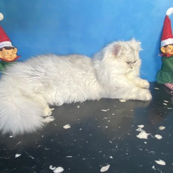 chaton British Longhair blue silver shaded Zeus chatterie des rêves d'O Anna chaton British Longhair blue silver shaded Zeus chatterie des rêves d'O Anna