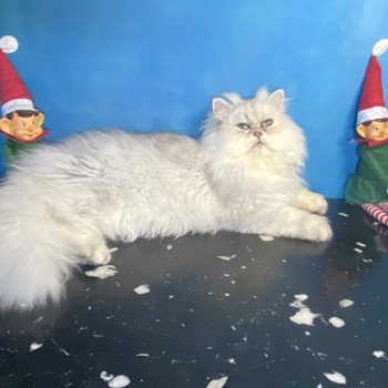 chaton British Longhair blue silver shaded Zeus chatterie des rêves d'O Anna chaton British Longhair blue silver shaded Zeus chatterie des rêves d'O Anna