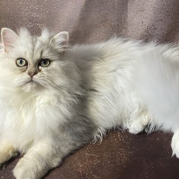 chaton British Longhair blue silver shaded Zeus chatterie des rêves d'O Anna chaton British Longhair blue silver shaded Zeus chatterie des rêves d'O Anna