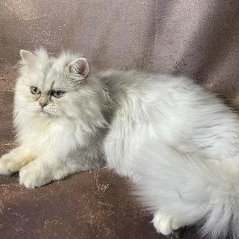 chaton British Longhair blue silver shaded Zeus chatterie des rêves d'O Anna chaton British Longhair blue silver shaded Zeus chatterie des rêves d'O Anna