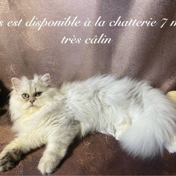 chaton British Longhair blue silver shaded Zeus chatterie des rêves d'O Anna chaton British Longhair blue silver shaded Zeus chatterie des rêves d'O Anna