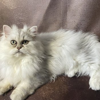 chaton British Longhair blue silver shaded Zeus chatterie des rêves d'O Anna chaton British Longhair blue silver shaded Zeus chatterie des rêves d'O Anna