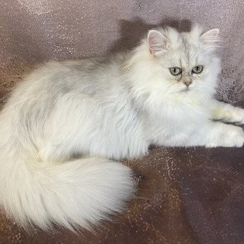 chaton British Longhair blue silver shaded Zeus chatterie des rêves d'O Anna chaton British Longhair blue silver shaded Zeus chatterie des rêves d'O Anna