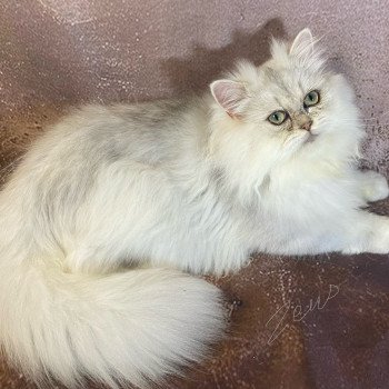 chaton British Longhair blue silver shaded Zeus chatterie des rêves d'O Anna chaton British Longhair blue silver shaded Zeus chatterie des rêves d'O Anna