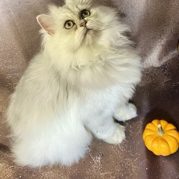 chaton British Longhair blue silver shaded Zeus chatterie des rêves d'O Anna chaton British Longhair blue silver shaded Zeus chatterie des rêves d'O Anna