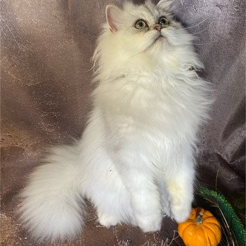 chaton British Longhair blue silver shaded Zeus chatterie des rêves d'O Anna chaton British Longhair blue silver shaded Zeus chatterie des rêves d'O Anna