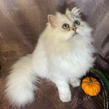 chaton British Longhair blue silver shaded Zeus chatterie des rêves d'O Anna chaton British Longhair blue silver shaded Zeus chatterie des rêves d'O Anna