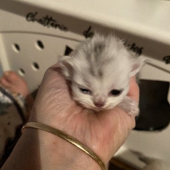 chaton British Longhair blue silver shaded Zeus chatterie des rêves d'O Anna