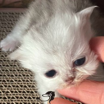 chaton British Longhair blue silver shaded Zeus chatterie des rêves d'O Anna chaton British Longhair blue silver shaded Zeus chatterie des rêves d'O Anna