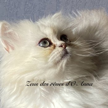chaton British Longhair blue silver shaded Zeus chatterie des rêves d'O Anna chaton British Longhair blue silver shaded Zeus chatterie des rêves d'O Anna