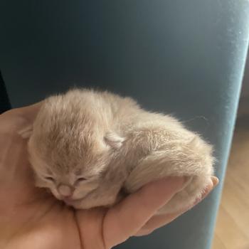 chaton British Shorthair chocolate copper golden shell Bentley chatterie des rêves d'O Anna