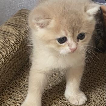 chaton British Shorthair chocolate copper golden shell Bentley chatterie des rêves d'O Anna
