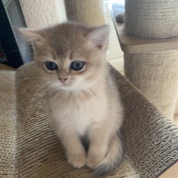 chaton British Shorthair chocolate copper golden shell Bentley chatterie des rêves d'O Anna