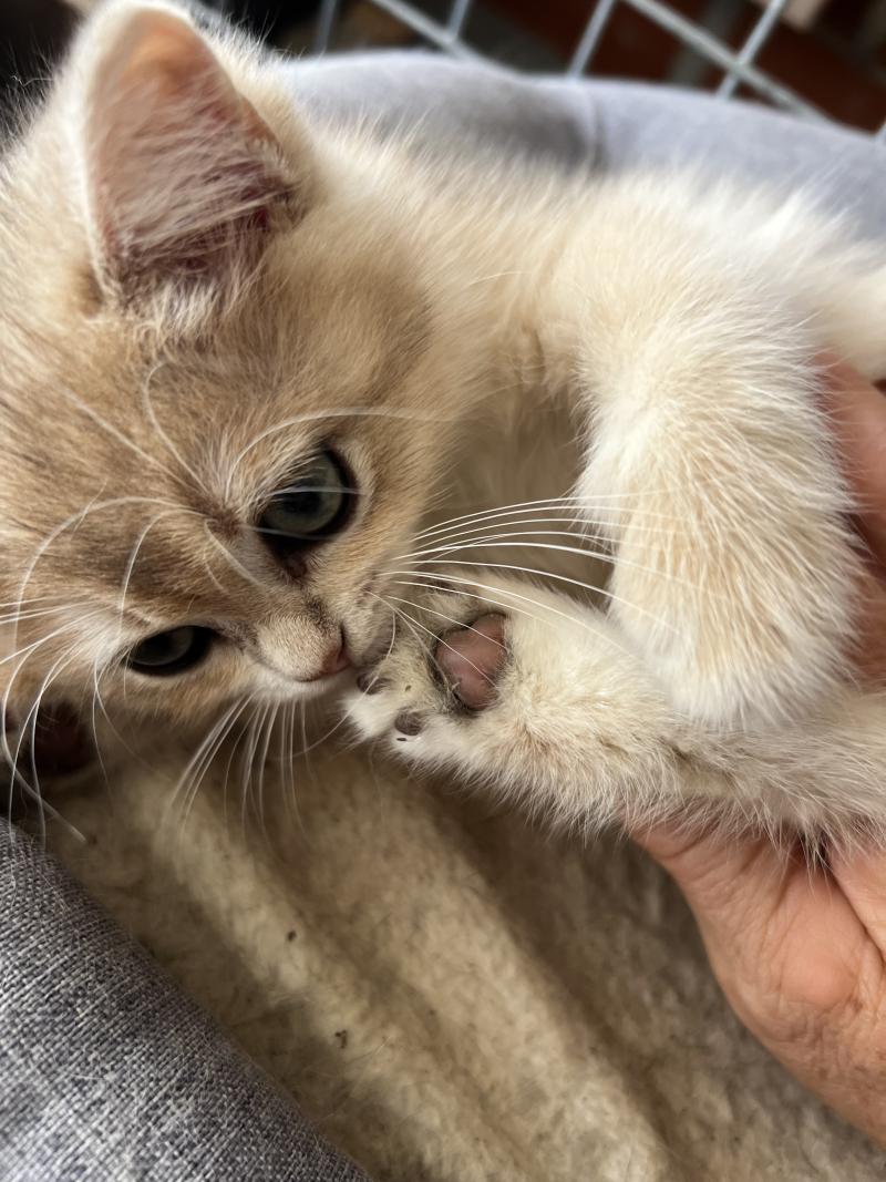 Bentley des rêves d'O Anna Mâle British Shorthair