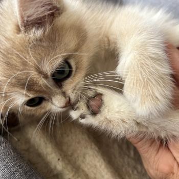 chaton British Shorthair chocolate copper golden shell Bentley chatterie des rêves d'O Anna