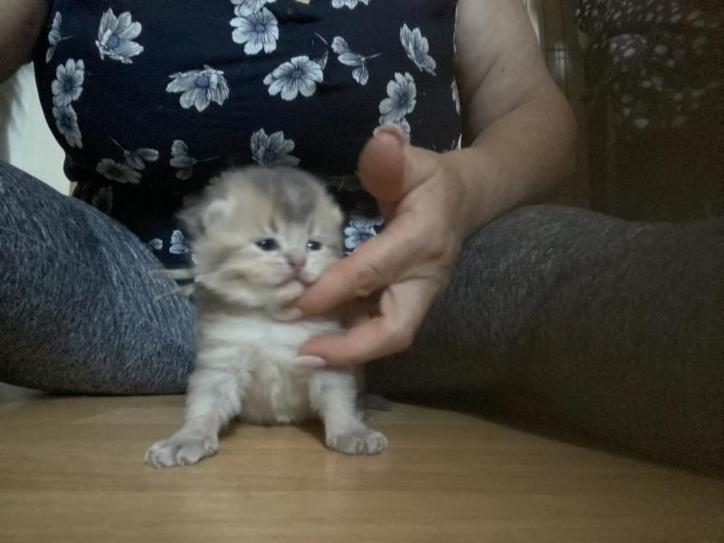 Bradley des rêves d'O Anna Mâle British Shorthair