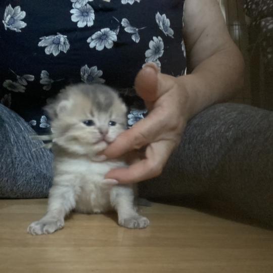 Bradley des rêves d'O Anna Mâle British Shorthair