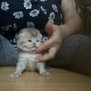chaton British Shorthair blue golden ticked tabby Brad chatterie des rêves d'O Anna