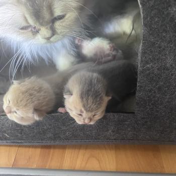 chaton British Shorthair blue golden ticked tabby Bradley chatterie des rêves d'O Anna