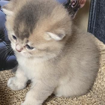 chaton British Shorthair blue golden ticked tabby Bradley chatterie des rêves d'O Anna
