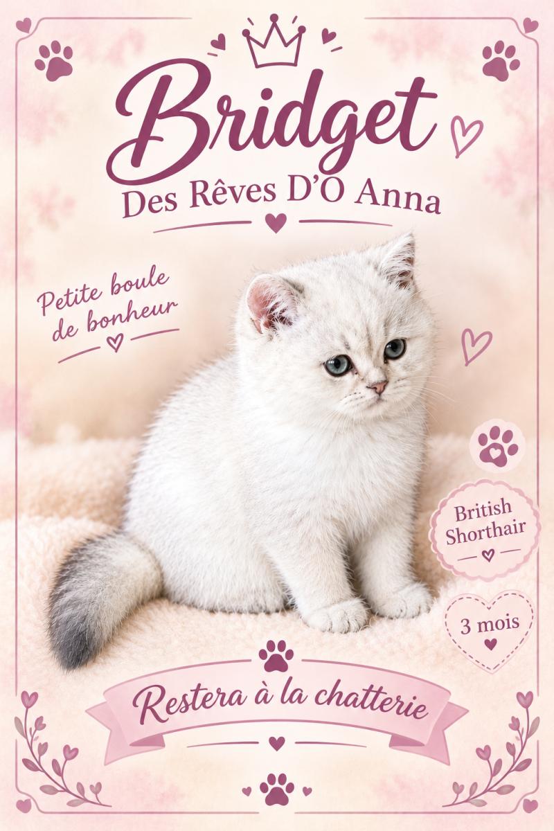 Bridget des rêves d'O Anna Femelle British Shorthair