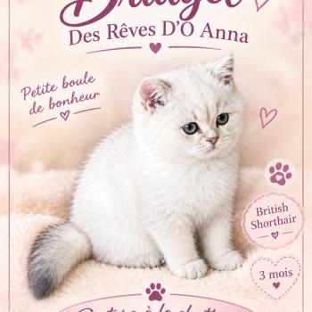 chaton British Shorthair blue golden shell point Bridget chatterie des rêves d'O Anna