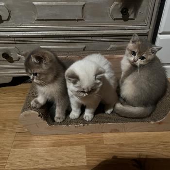chaton British Shorthair blue golden shell point Bridget chatterie des rêves d'O Anna