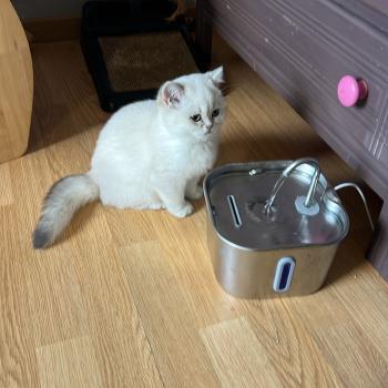 chaton British Shorthair blue golden shell point Bridget chatterie des rêves d'O Anna