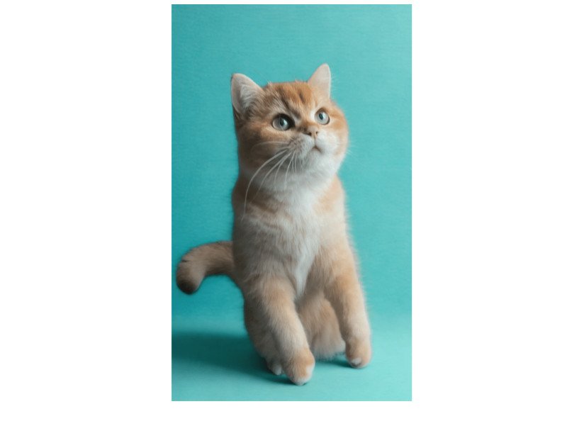 Quest Mirabella House Mâle British Shorthair