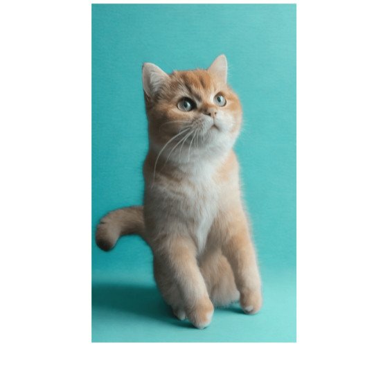 Quest Mirabella House Mâle British Shorthair