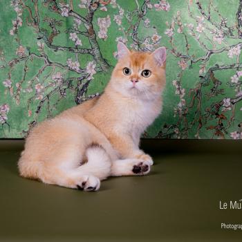 Quest Mirabella House Mâle British Shorthair