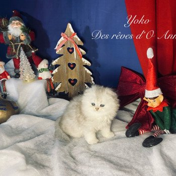chaton Highland Fold black silver shaded Yoko chatterie des rêves d'O Anna chaton Highland Fold black silver shaded Yoko chatterie des rêves d'O Anna