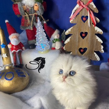 chaton Highland Fold blue silver shaded Youpie chatterie des rêves d'O Anna chaton Highland Fold blue silver shaded Youpie chatterie des rêves d'O Anna