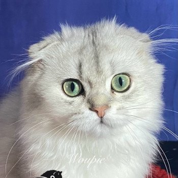 chaton Highland Fold blue silver shaded Youpie chatterie des rêves d'O Anna chaton Highland Fold blue silver shaded Youpie chatterie des rêves d'O Anna