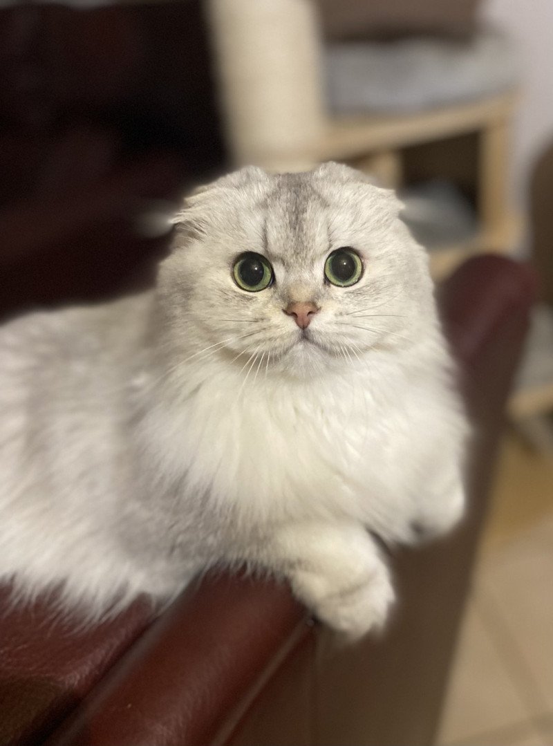 Youpie des rêves d'O Anna Femelle Highland Fold