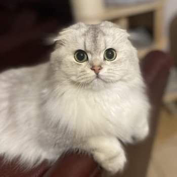 chaton Highland Fold blue silver shaded Youpie chatterie des rêves d'O Anna