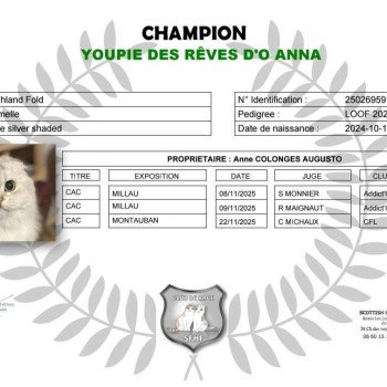 chaton Highland Fold blue silver shaded Youpie chatterie des rêves d'O Anna