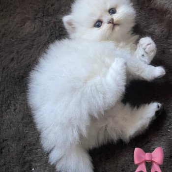 chaton Highland Straight black silver shaded Anouck chatterie des rêves d'O Anna