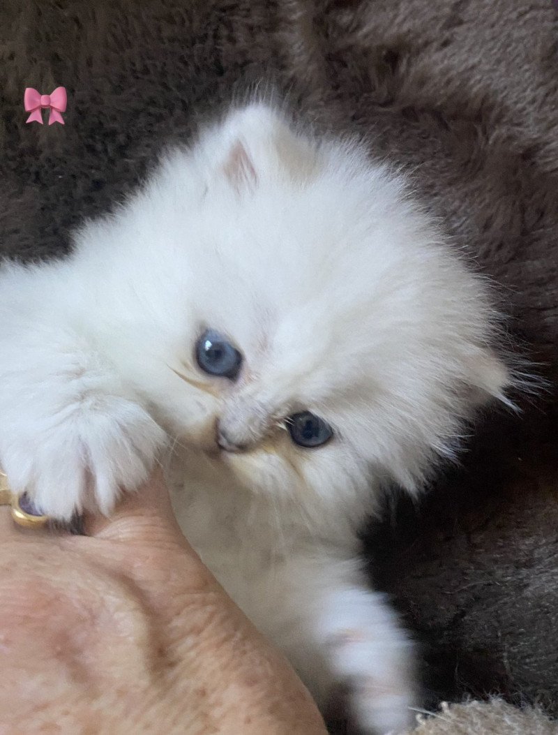 Anouck des rêves d'O Anna Femelle Highland Straight