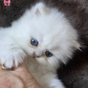 chaton Highland Straight black silver shaded Anouck chatterie des rêves d'O Anna